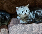 Кошки в Кулебаках: Котята, 6 000 руб. - фото 5
