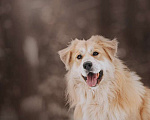 Собаки в Москве: Шикарный пёс Нортон в добрые руки. Мальчик, 1 руб. - фото 8