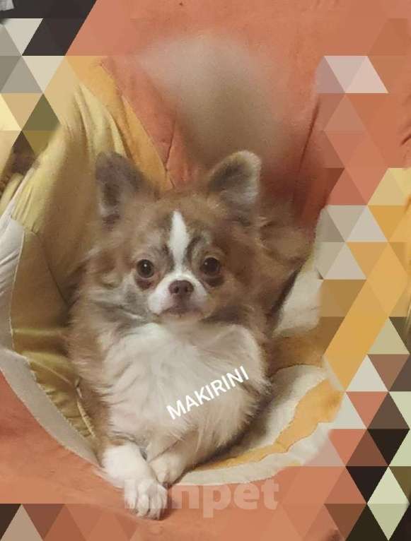 Собаки в Клине: Кобели чихуахуа для вязки Мальчик, Бесплатно - фото 6