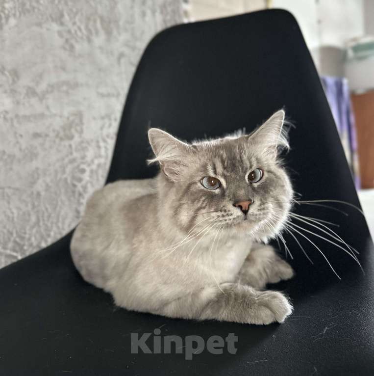 Кошки в Гурьевске: Отдам в добрые руки кота Мальчик, Бесплатно - фото 1