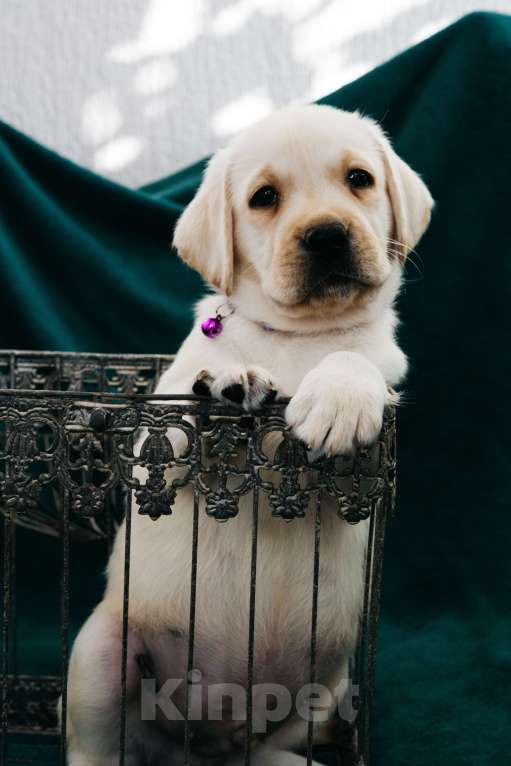 Собаки в Москве: Лабрадор-ретривер, щенок Мальчик, Бесплатно - фото 2