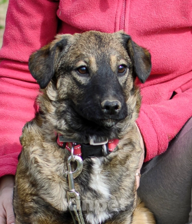 Собаки в других городах Московской области: Малышка Дина ждёт папу или маму! Девочка, Бесплатно - фото 4