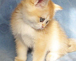 Кошки в Санкт-Петербурге: Британские котята  Девочка, 60 000 руб. - фото 6