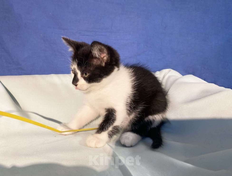 Кошки в Санкт-Петербурге: Ищет дом черно-белая очаровательная девочка Девочка, Бесплатно - фото 3