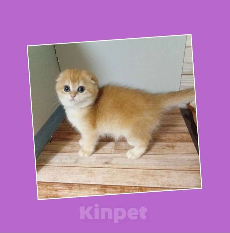 Кошки в Москве: Клубный котик фолд окрас nv12  Мальчик, 30 000 руб. - фото 3
