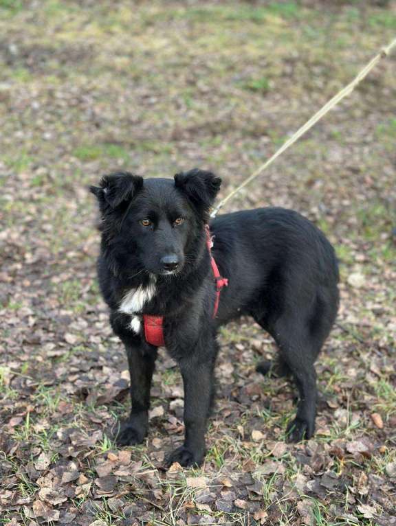 Собаки в Москве: Ночка Девочка, Бесплатно - фото 1