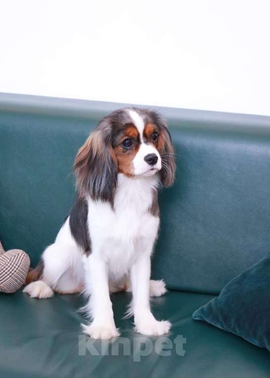 Собаки в Москве: Щенки Кавалер Кинг Чарльз спаниель  Девочка, 400 000 руб. - фото 1