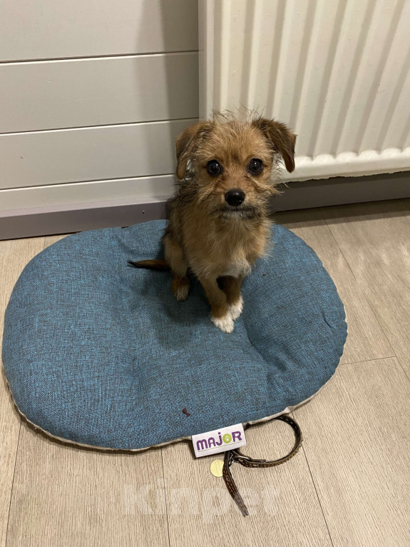 Собаки в Звенигороде: Возьмите счастье в дом!!! Девочка, Бесплатно - фото 5