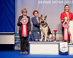 Собаки в Санкт-Петербурге: ЗАПИСЬ НА ЩЕНКОВ ВОСТОЧНОЕВРОПЕЙСКОЙ ОВЧАРКИ (на январь 2024 года) Мальчик, 80 000 руб. - фото 8