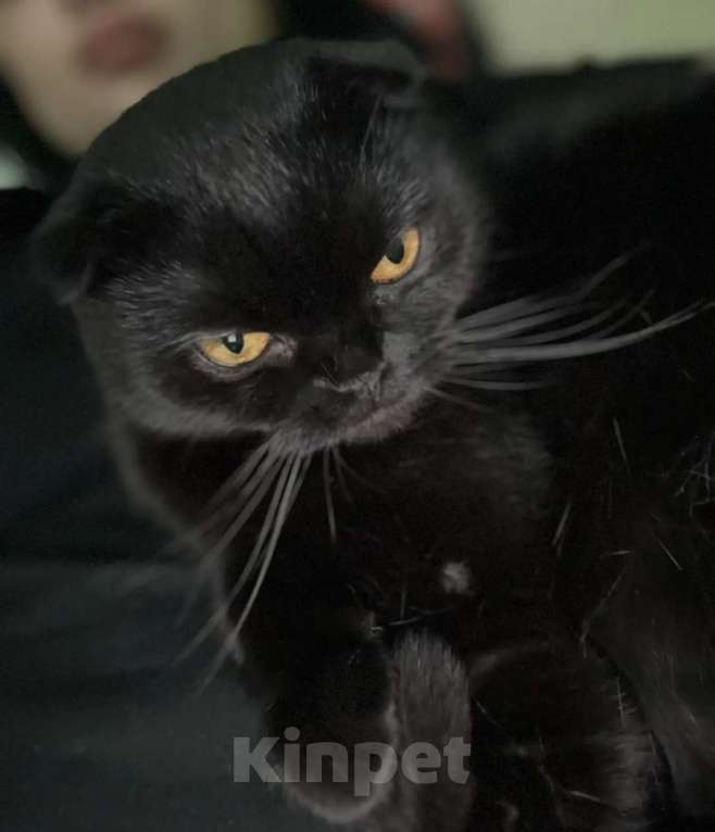 Кошки в Москве: Продаются котята! Девочка, 18 000 руб. - фото 5