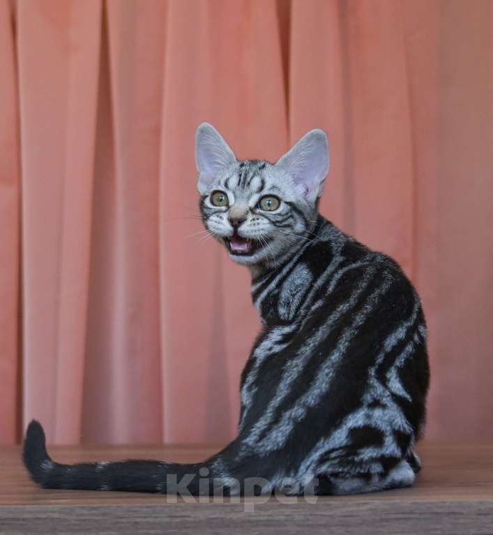 Кошки в Москве: Котята Американской короткошерстной породы Девочка, 70 000 руб. - фото 5