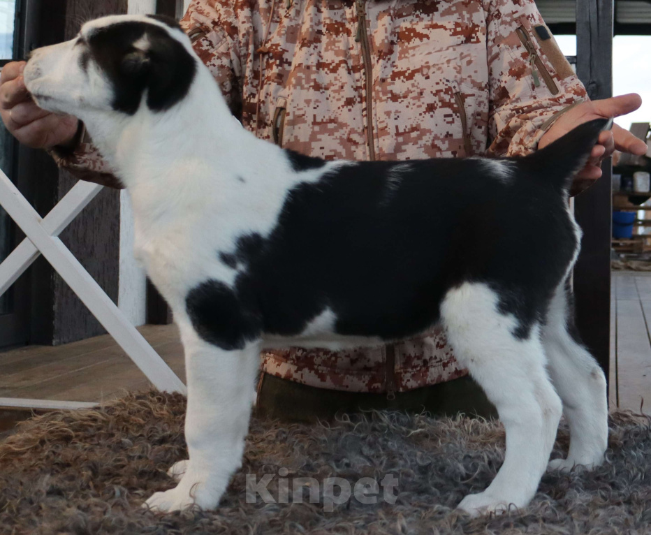Собаки в Краснодаре: Щенок САО Девочка, 35 000 руб. - фото 1