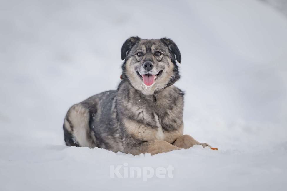 Собаки в Москве: Ласковая, жизнерадостная, позитивная Златочка ждет свою семью, мечтает о доме. Девочка, Бесплатно - фото 3