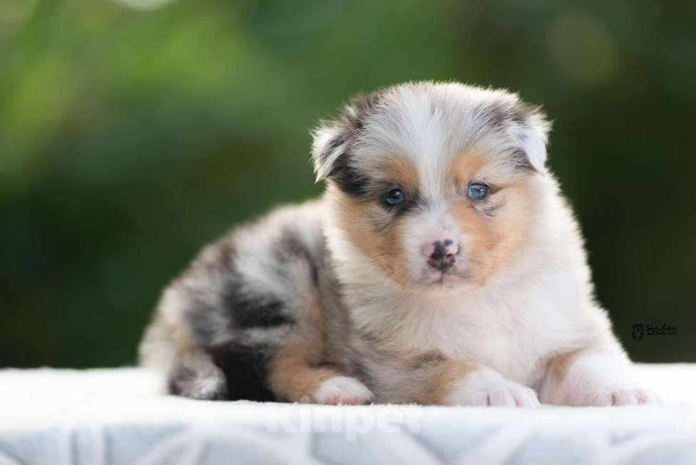 Собаки в Москве: австралийская овчарка аусси Мальчик, 120 000 руб. - фото 3