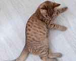 Кошки в Москве: Котенок в добрые руки Мальчик, Бесплатно - фото 2