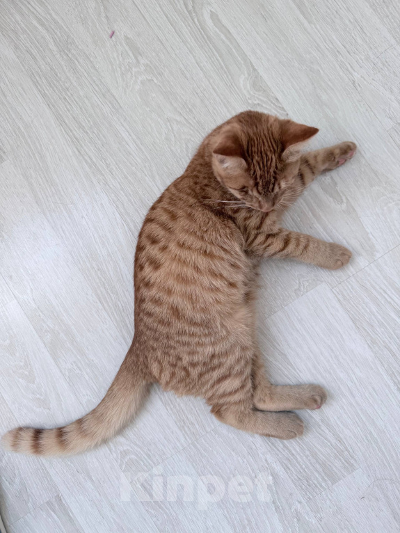 Кошки в Москве: Котенок в добрые руки Мальчик, Бесплатно - фото 2
