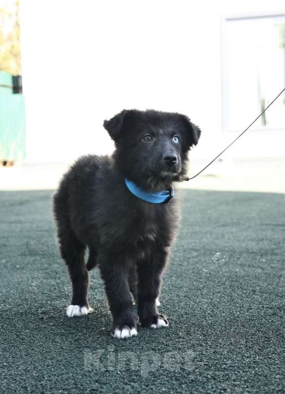 Собаки в Раменском: Черный пушистый щенок в добрые руки Мальчик, Бесплатно - фото 4