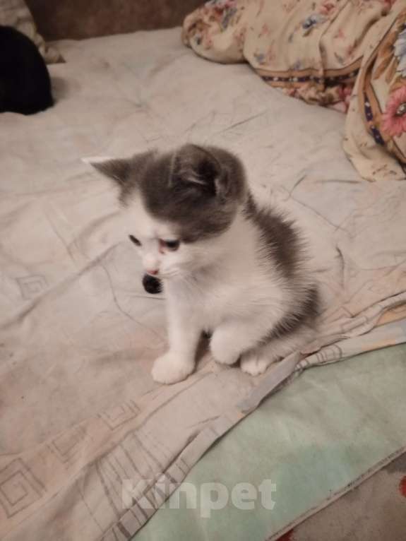 Кошки в Таганроге: отдам в хорошие руки Девочка, Бесплатно - фото 1