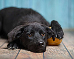 Собаки в Москве: Черный щенок лабрадора Лада в добрые руки Девочка, 1 руб. - фото 1