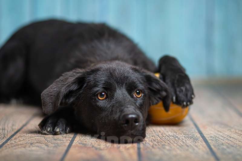 Собаки в Москве: Черный щенок лабрадора Лада в добрые руки Девочка, 1 руб. - фото 1