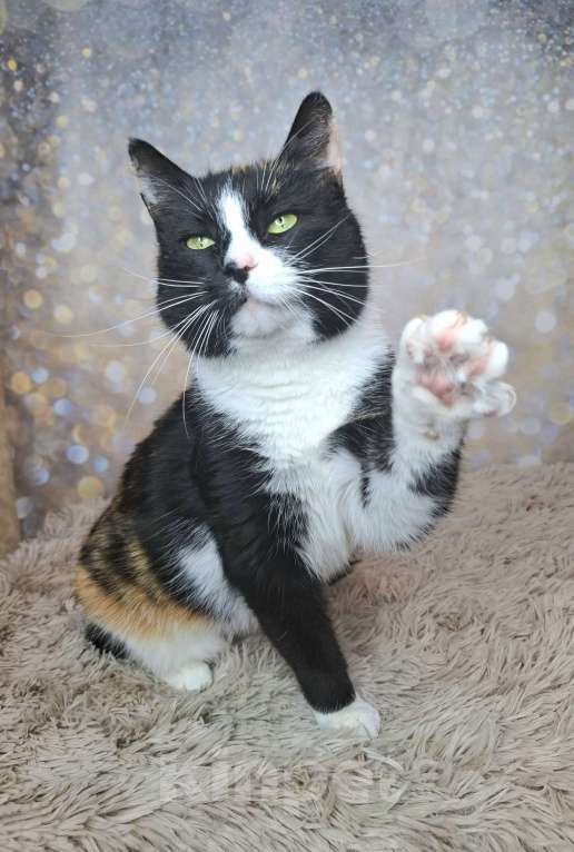 Кошки в Москве: Амалия будет на выставке-пристройстве в Москве Девочка, Бесплатно - фото 3