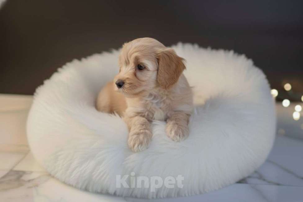 Собаки в Москве: Мальтипу F1 премиум мини Девочка, 150 000 руб. - фото 4