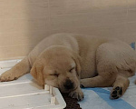 Собаки в Волгограде: Щенок лабрадора-ретривера мальчик  Мальчик, 19 000 руб. - фото 3
