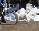 Собаки в Москве: Бультерьер Зара Девочка, 150 000 руб. - фото 2