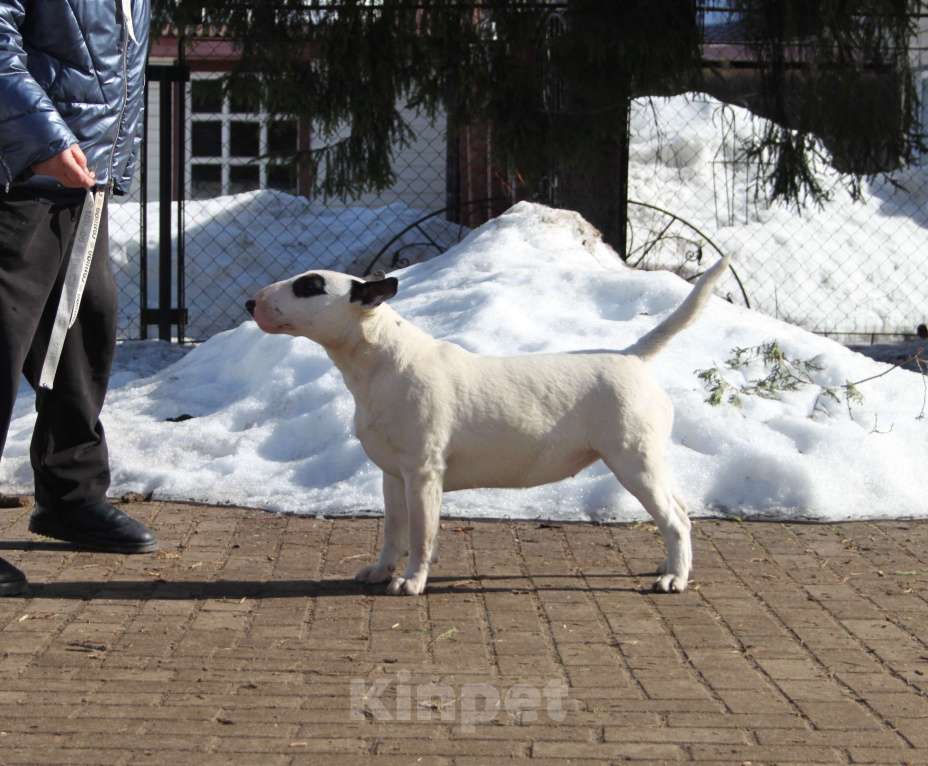 Собаки в Москве: Бультерьер Зара Девочка, 150 000 руб. - фото 2
