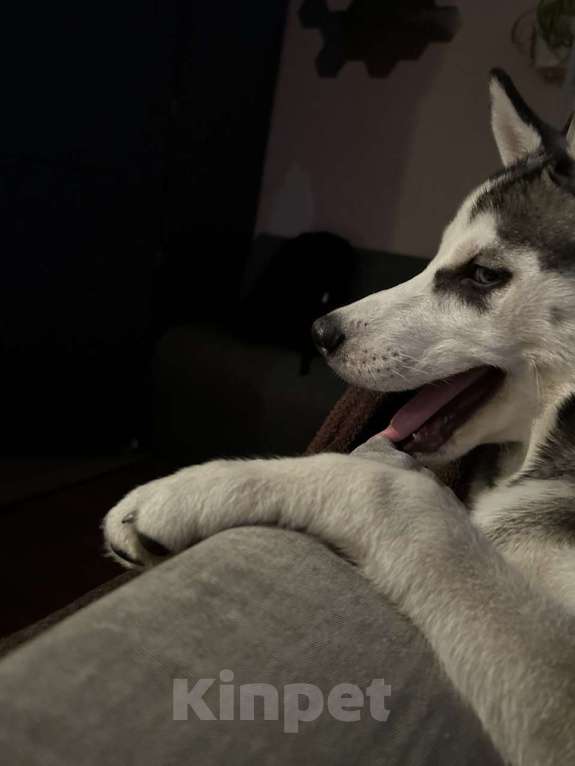 Собаки в Екатеринбурге: Щенок хаски Девочка, 8 000 руб. - фото 2