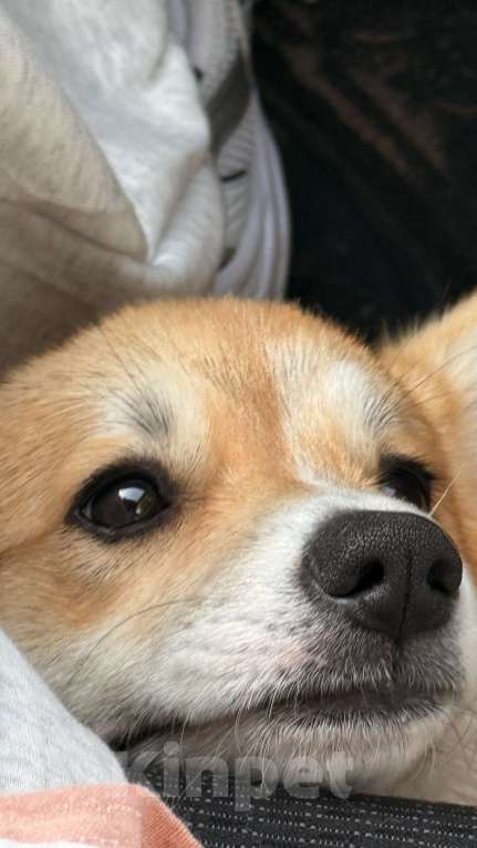 Собаки в Санкт-Петербурге: Щенок вельш корги девочка 4месяца Девочка, 45 000 руб. - фото 6