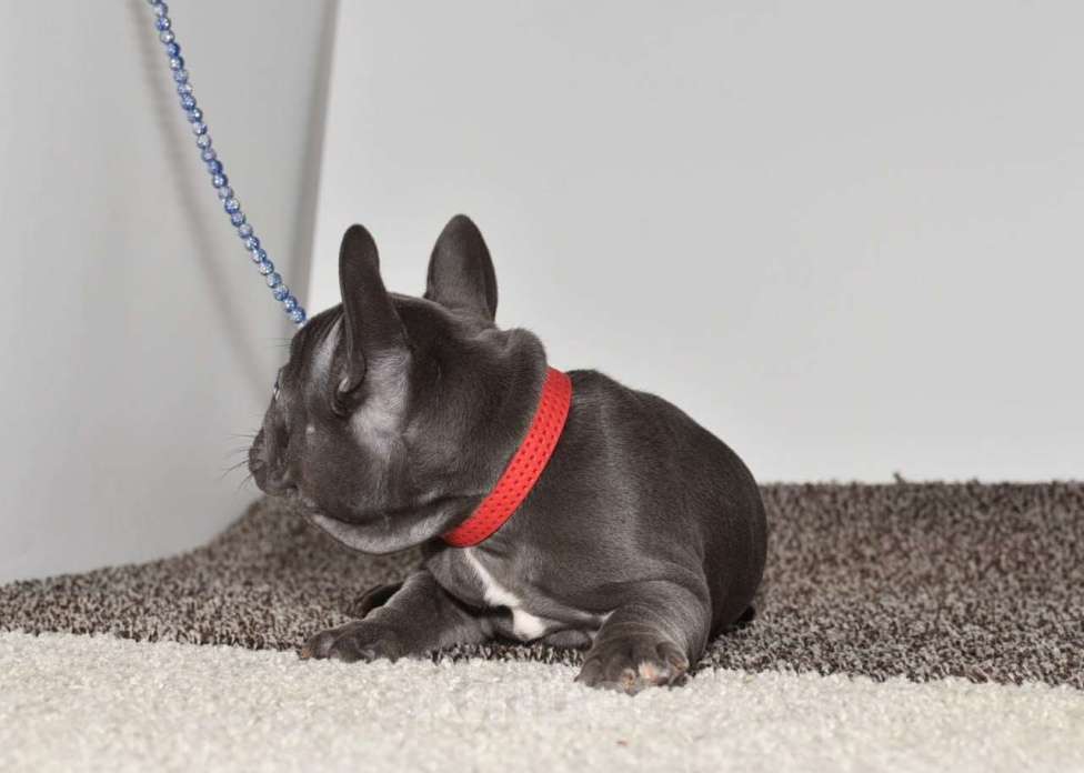 Собаки в Москве: Голубая девочка Девочка, 75 000 руб. - фото 5