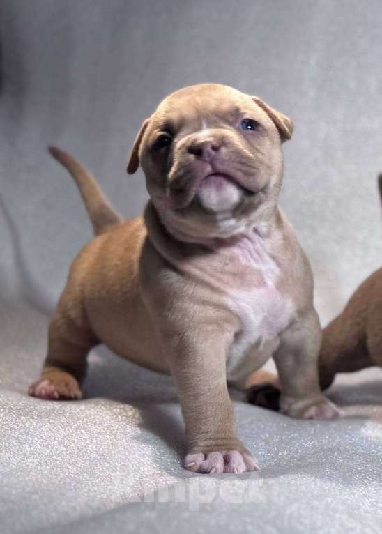 Собаки в Санкт-Петербурге: Американский булли покет мини Девочка, Бесплатно - фото 4