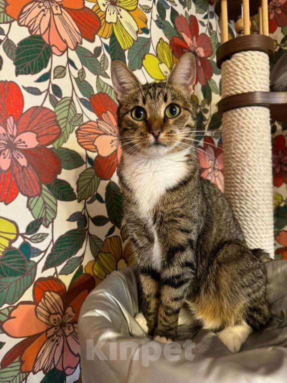 Кошки в Москве: Балерина Матильда  Девочка, 1 руб. - фото 1