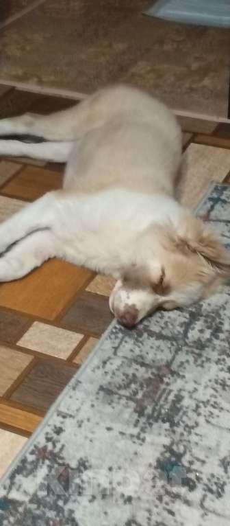 Собаки в Самаре: Отдам в добрые руки Мальчик, Бесплатно - фото 4