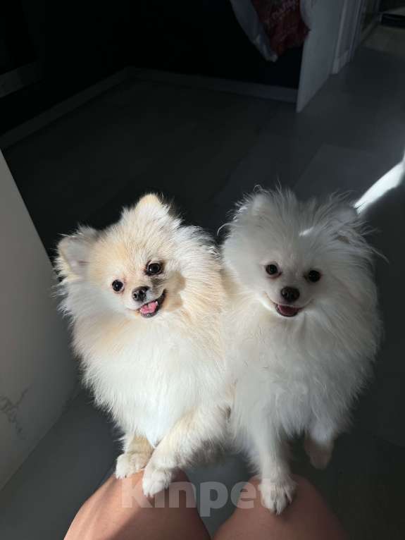 Собаки в Москве: Померанский шпиц малый Девочка, 25 000 руб. - фото 6