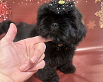 Собаки в Смоленске: Щенок ши тцу Девочка, 45 000 руб. - фото 1