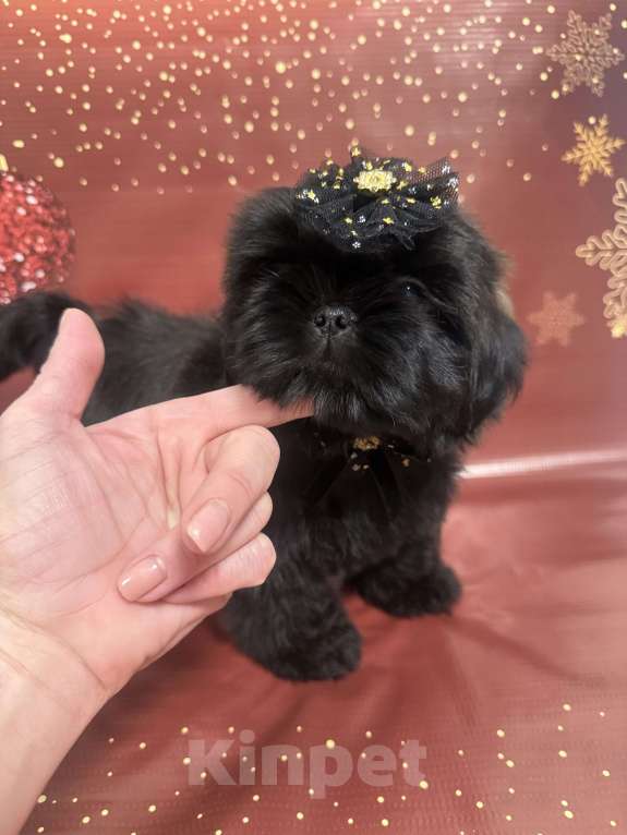 Собаки в Смоленске: Щенок ши тцу Девочка, 45 000 руб. - фото 1