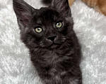 Кошки в Петергофе: Очень славный мальчик  Мальчик, 50 000 руб. - фото 3