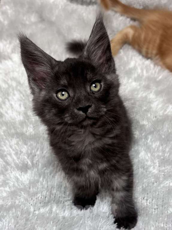 Кошки в Петергофе: Очень славный мальчик  Мальчик, 50 000 руб. - фото 3