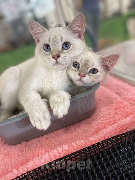 Кошки в Москве: Братья Мальчик, 40 000 руб. - фото 5