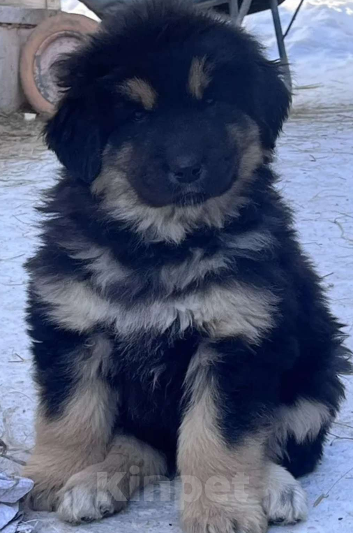 Собаки в Улане-Удэ: Монгол Банхар Мальчик, 55 000 руб. - фото 2