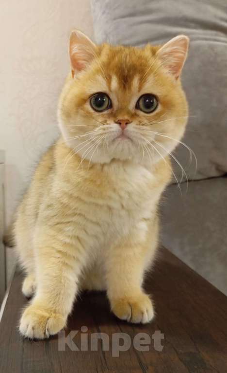 Кошки в Москве: Шотландский мальчик Мальчик, 120 000 руб. - фото 3