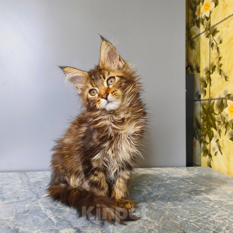 Кошки в Москве: Котёнок Мейн-кун Девочка Девочка, 50 000 руб. - фото 1