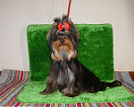 Собаки в Королеве: Мальчик йорк Мальчик, 23 000 руб. - фото 2