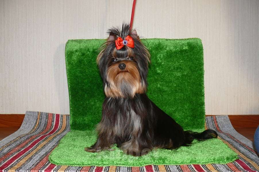 Собаки в Королеве: Мальчик йорк Мальчик, 23 000 руб. - фото 2