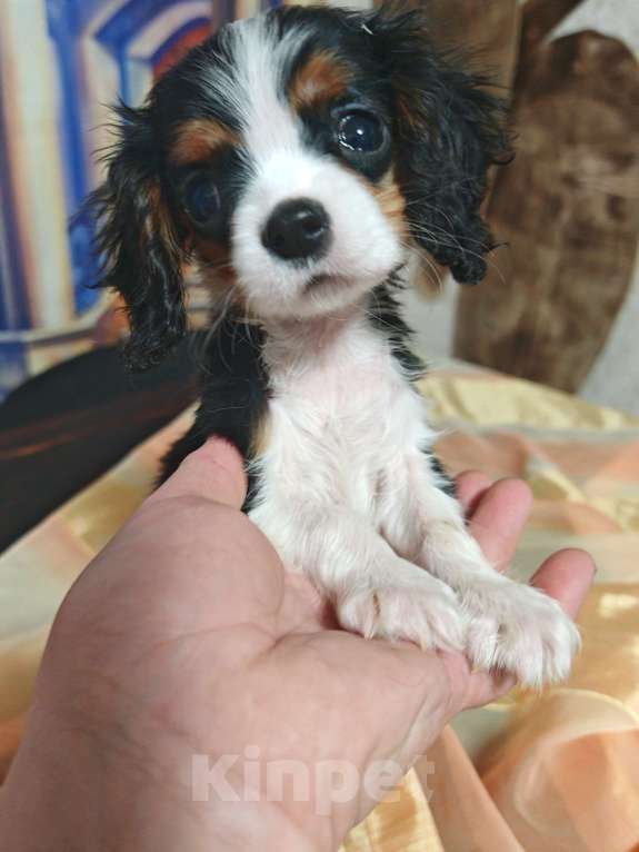 Собаки в Санкт-Петербурге: Щенки кавалер кинг чарльз спаниель Девочка, 70 000 руб. - фото 3