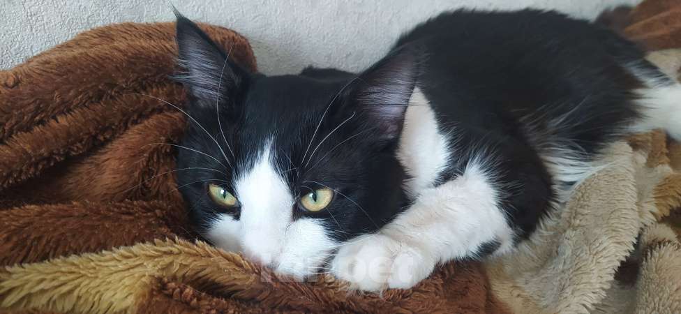 Кошки в Челябинске: Котёнок в добрые руки Мальчик, Бесплатно - фото 9