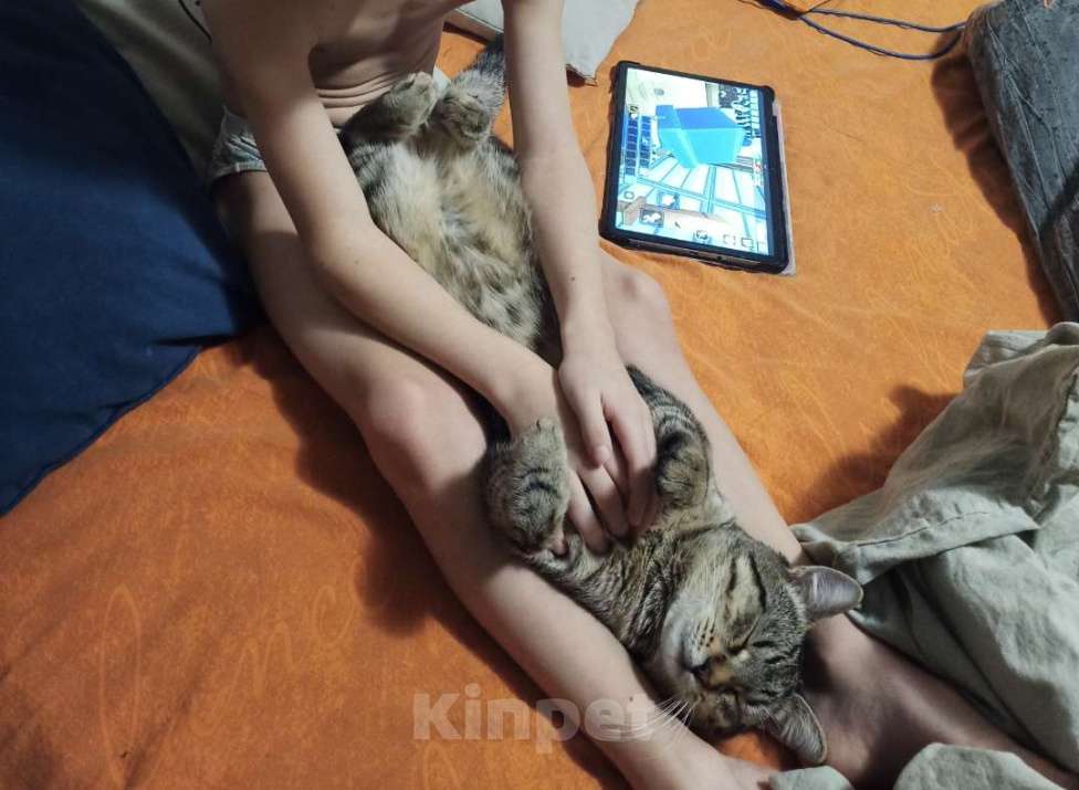 Кошки в Москве: Отдадим в добрые руки Мальчик, Бесплатно - фото 6