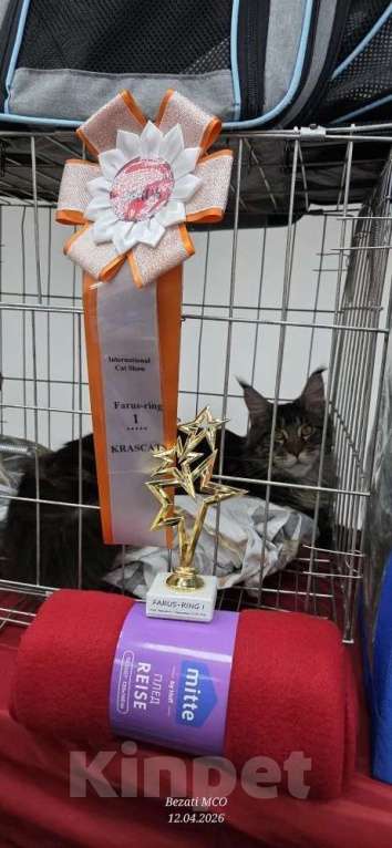 Кошки в Ржеве: Мейкун Девочка, 50 000 руб. - фото 1